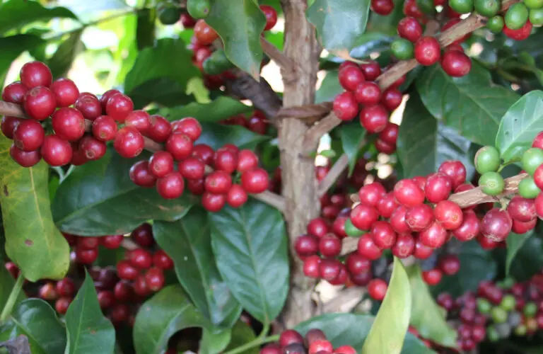 Variedades de café da Epamig conquistam as primeiras colocações em Prêmio da Região do Cerrado Mineiro