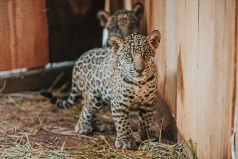 Zoo promove votação de nome para filhotes de onça-pintada