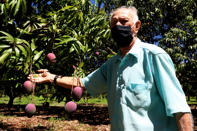 Agricultura familiar faz da pequena Uraí a maior produtora de manga do Paraná