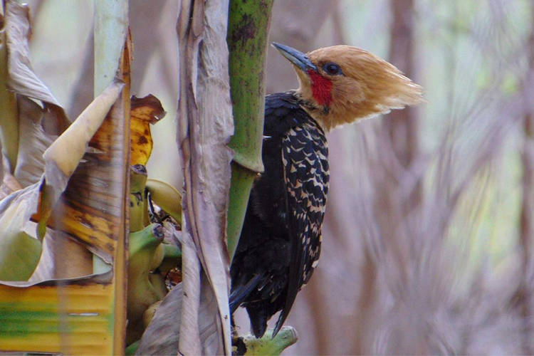 Alunos da Uenp catalogam aves em Bandeirantes para incentivar a preservação