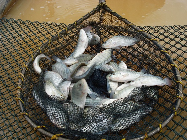 Piracema tem início nesta segunda-feira (1/11) e traz restrições à pesca de peixes nativos