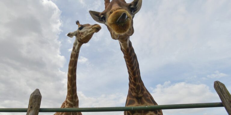 PF indicia 4 pessoas por crimes associados à importação de 18 girafas