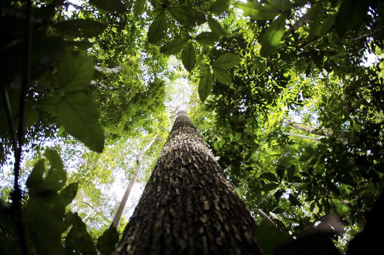 floresta Amazônica