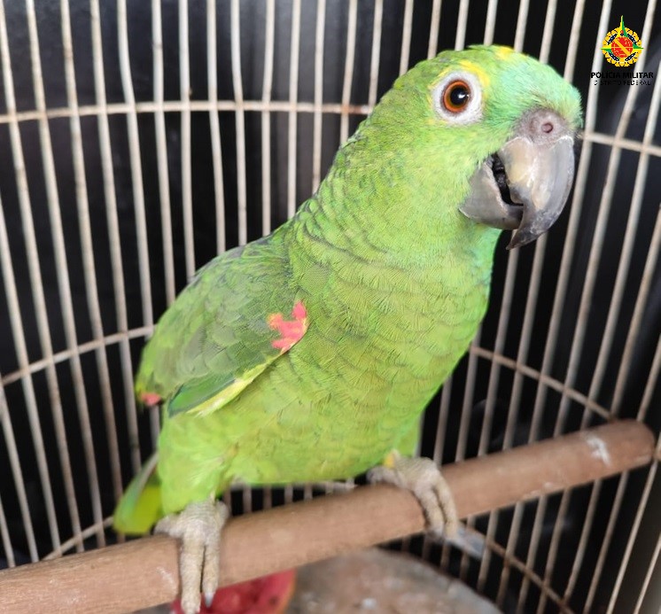 PMDF resgata papagaio no Recanto das Emas