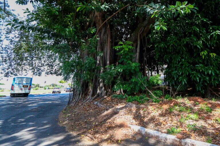 Poda de árvore na 406 Norte vai beneficiar mobilidade de pedestres e motoristas