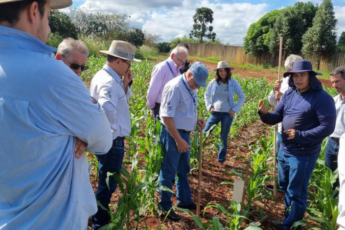 Rede de Agropesquisa do Paraná inicia projeto para combate à cigarrinha-do-milho