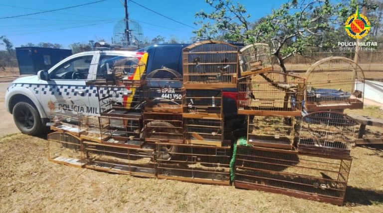 PMDF apreende vinte e uma aves da fauna silvestre em Ceilândia – Polícia Militar do Distrito Federal