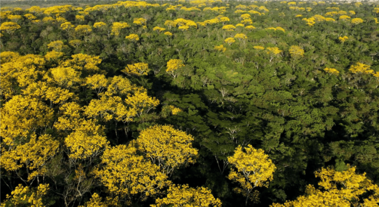 REDD+ Jurisdicional como alternativa para o desenvolvimento sustentável da Amazônia