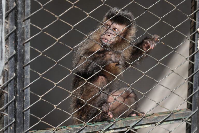 Zoo atende animais feridos por atropelamento e tem equipe de apoio em áreas de queimadas
