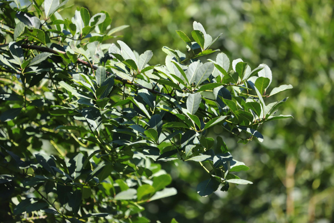 Com protagonismo da erva-mate, Paraná é destaque na produção florestal