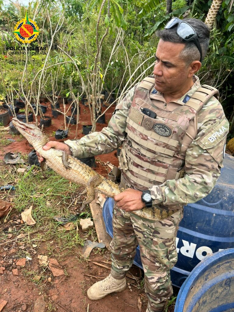 Jacaré Atropelado é Resgatado pela Polícia Militar Ambiental no Park Way