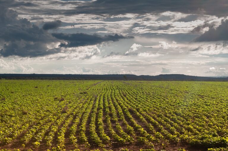 Plantio da soja deve ser feito até 02 de janeiro em Goiás