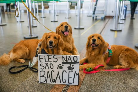 Brasília (DF) - 26/12/2024 - 100 fotos melhores de 2024, retrospectiva - Foto feita em 28/04/2024 Tutores de pets fazem protesto no Aeroporto Juscelino Kubitschek de Brasília cobrando justiça pela morte do Golden Retriever Joca, durante viagem aérea. Foto: Fabio Rodrigues-Pozzebom/ Agência Brasil