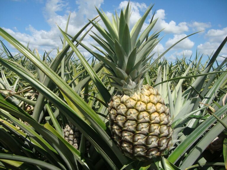 Incaper e Ufes obtêm carta patente para purificação de bromelina a partir de resíduos do abacaxi