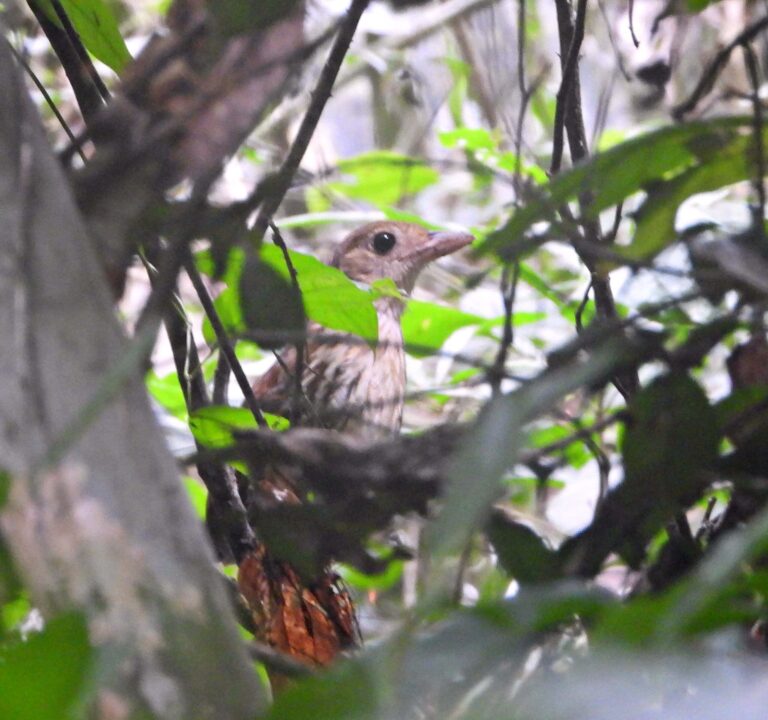 Ave rara é fotografada pela primeira vez no Parque Estadual Chandless