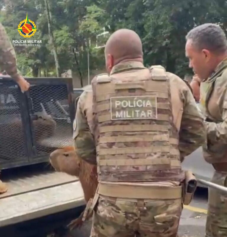 PMDF resgata capiravas em pleno Plano Piloto