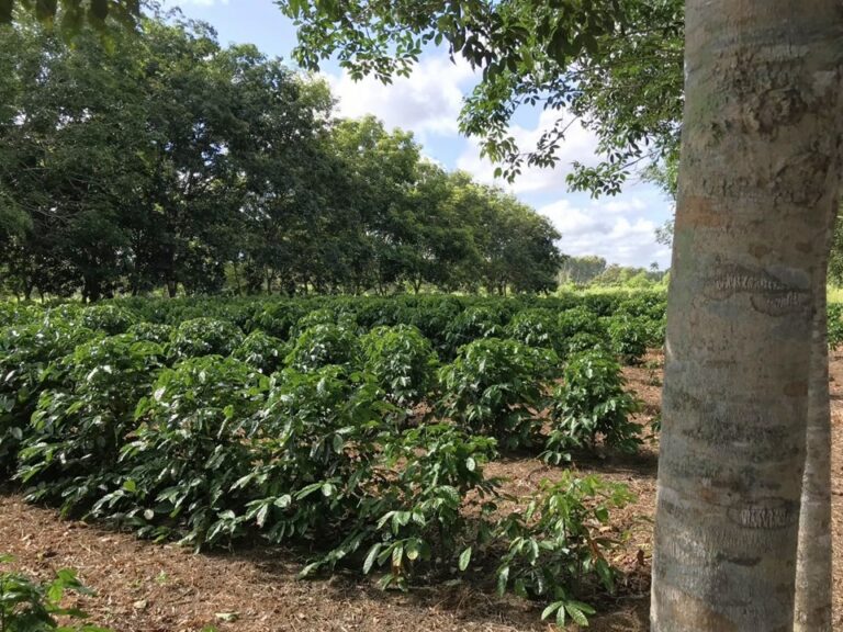Estudo revela influência do sombreamento na produtividade e qualidade do café conilon