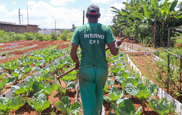 02/02/2025 - Horta contribui com ressocialização de custodiados e oferece alimentos de qualidade a instituições sociais