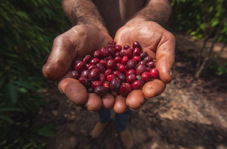 Primeiro Festival ‘Acrelândia, a Terra do Café’ deve fortalecer produção local e turismo no aniversário de 33 anos da cidade