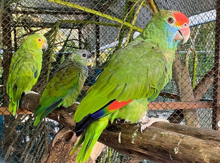 Iema publica Instrução Normativa para cadastro de áreas de soltura de animais silvestres