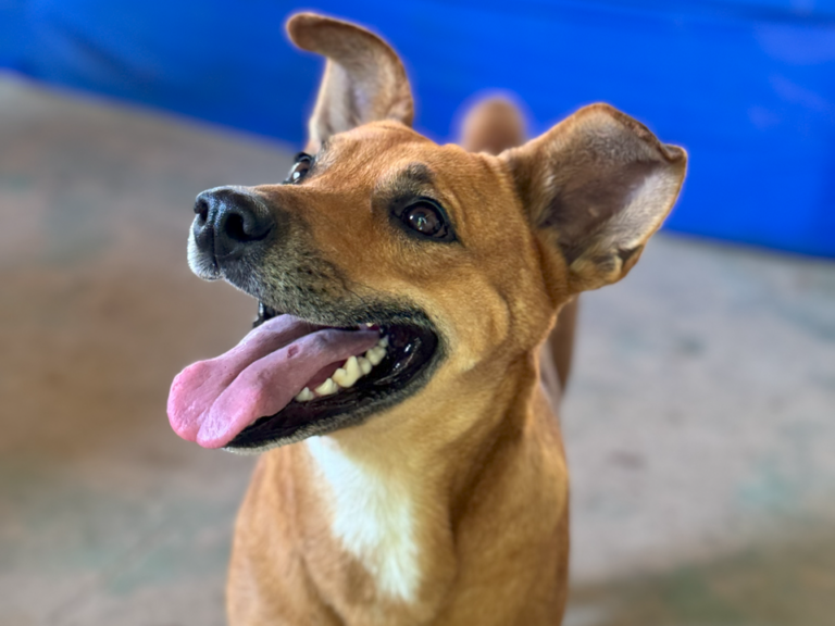Seama vai lançar segundo ciclo do Programa Estadual de Bem-Estar Animal, o Pet Vida