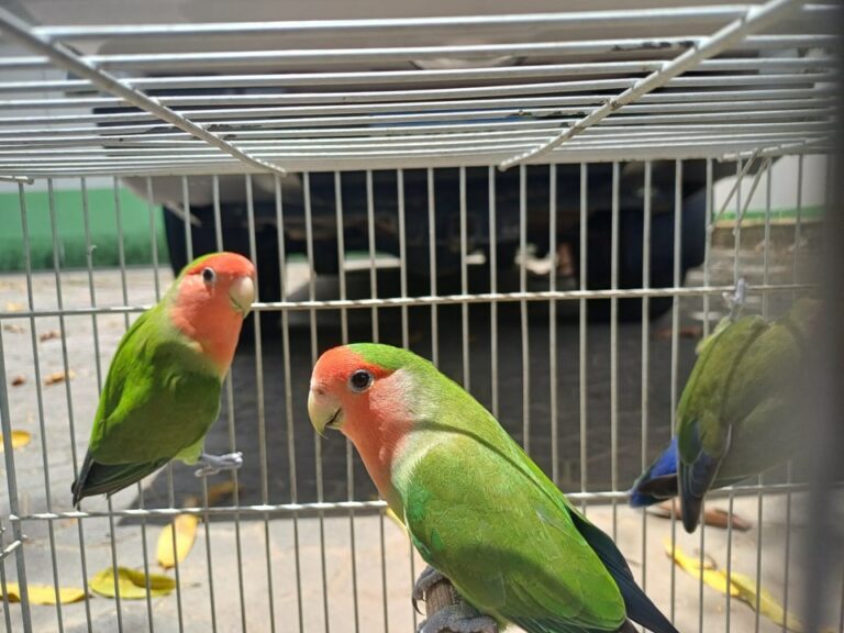 Iema disponibiliza 16 animais para adoção responsável pelo programa Guardião de Fauna