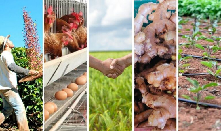 Espírito Santo continua sendo o único estado com crescimento em crédito rural no ano-safra 2024/2025