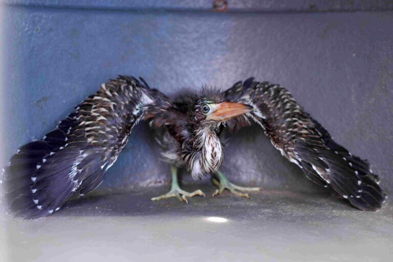 Ipaam resgata filhote de socó-boi e jiboia em bairros da zona leste de Manaus