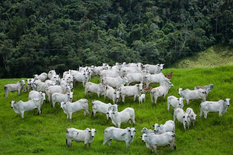 Agrodefesa reforça controle da brucelose e da tuberculose em Goiás