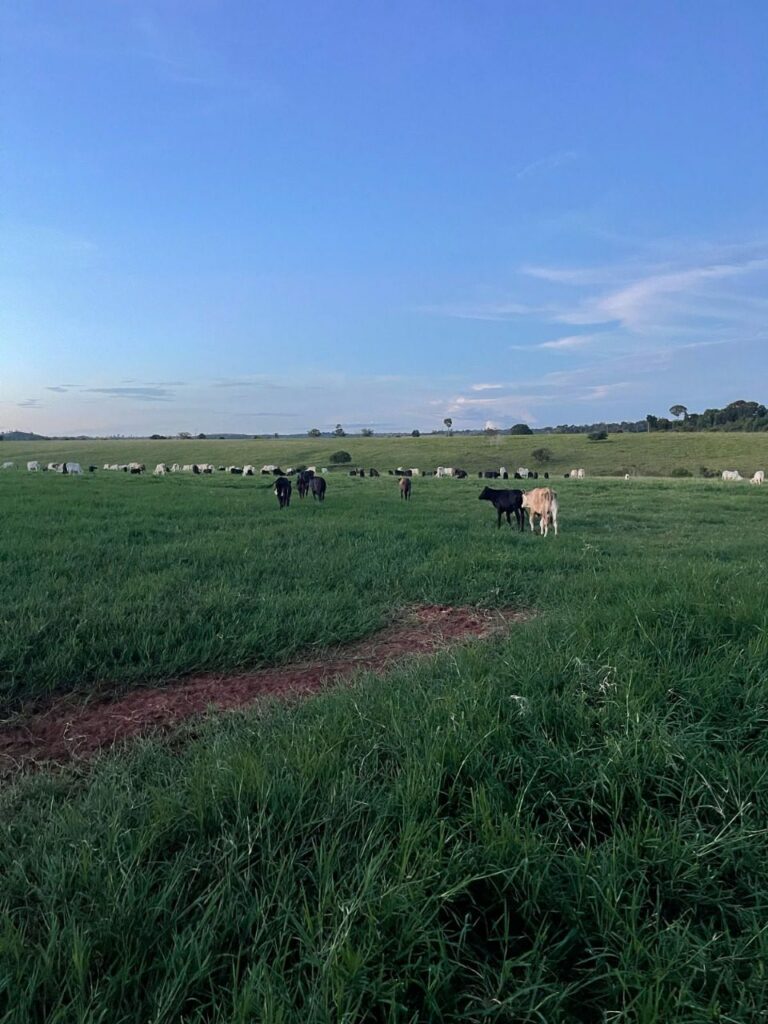 Evento, apoiado pelo Governo do Amazonas, sobre agricultura regenerativa da Amazônia Ocidental ocorre em Humaitá