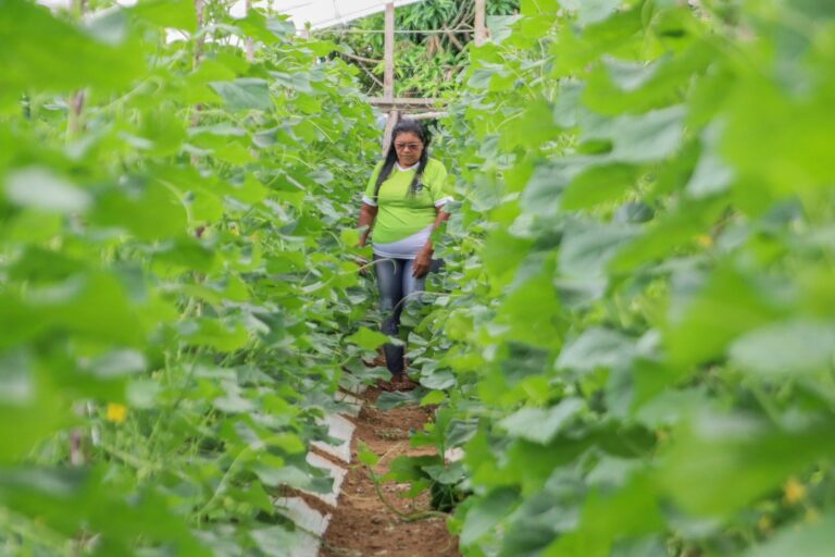 Dia do Trabalhador Rural: A luta e o orgulho de produzir no coração do Amazonas