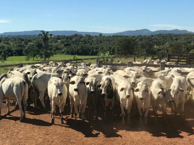 Declaração obrigatória de rebanho em Goiás pode ser feita até 15 de julho