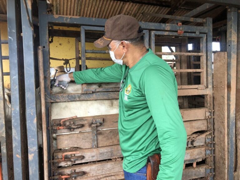 Defesa Agropecuária alerta que prazo de vacinação contra brucelose termina em 30 de junho