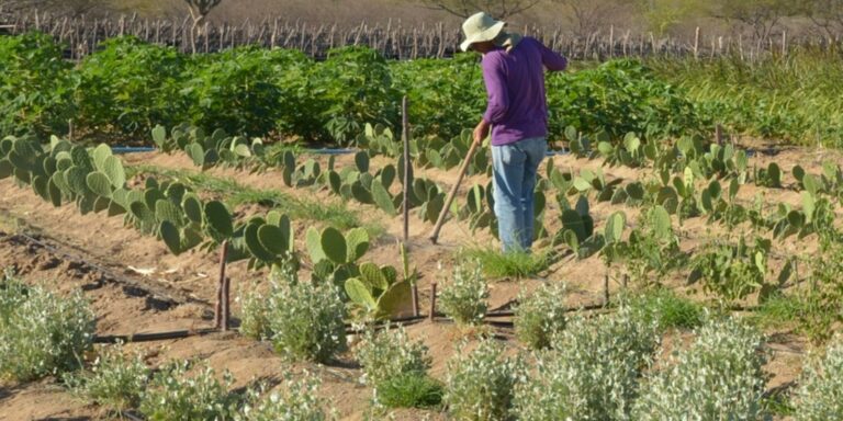 Estudo mostra ganhos necessários para vida digna em áreas do semiárido