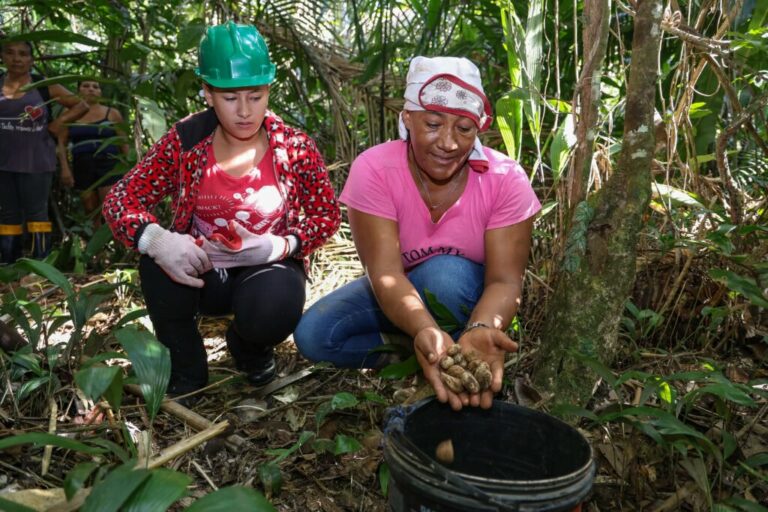 Do murumuru ao mundo, mulheres do Acre moldam a bioeconomia com saber ancestral e cuidado com a floresta