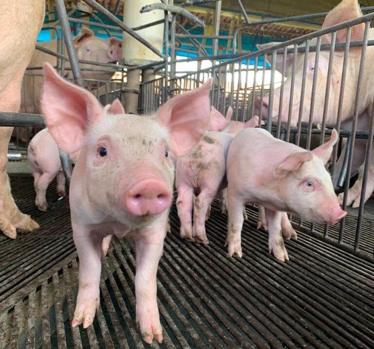 Estado mantém status sanitário de área livre de Peste Suína Clássica