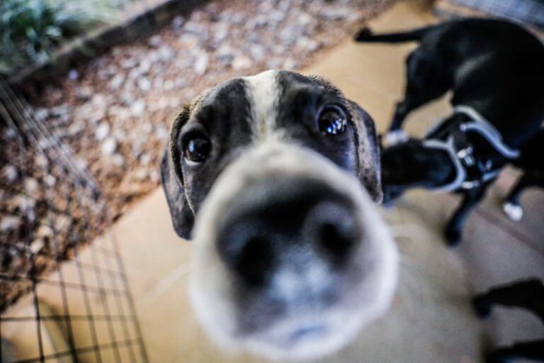 Ceilândia recebe caravana de cuidados e lazer para animais