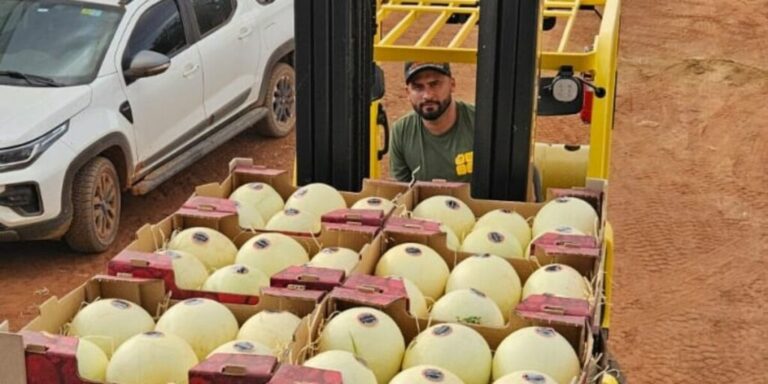 Agrodefesa garante segurança fitossanitária e Goiás inicia exportação de melão para Argentina