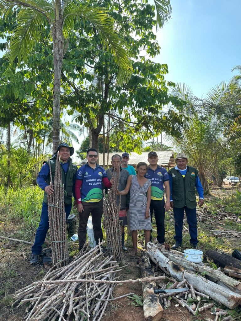 Idam e Embrapa levam nova variedade de mandioca para agricultores familiares de Lábrea