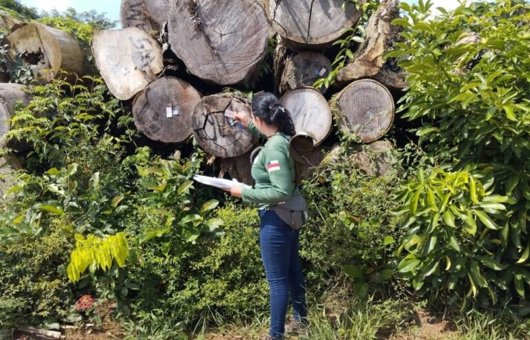 No Dia da Árvore, Ipaam orienta empreendedores sobre manejo florestal sustentável no Amazonas