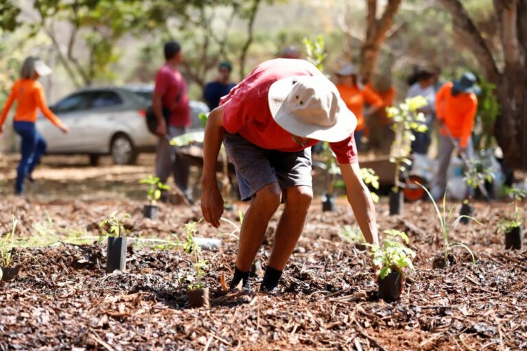 Caps II do Riacho Fundo inaugura horto agroflorestal para saúde mental