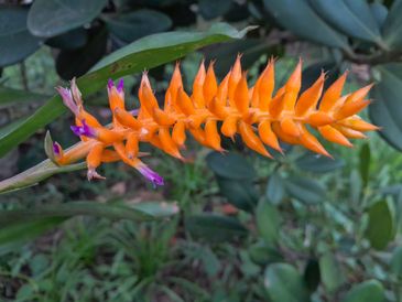 11/12/2025 - Nova espécie de bromélia descoberta pelo JBRJ . Foto: Bruno Rezende/JBRJ