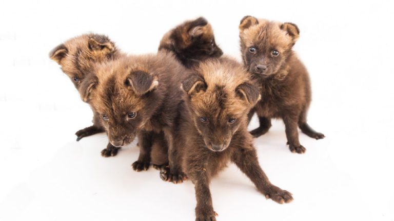 Zoo de Brasília acolhe cinco filhotes órfãos de lobo-guará