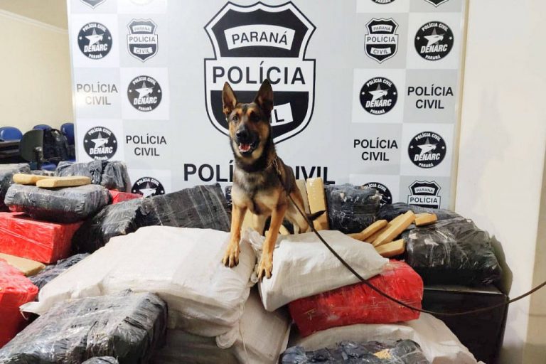 Cães apreendem mais drogas neste ano do que soma de 2018 e 2019