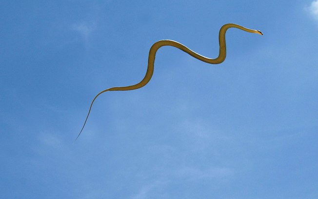 Cobras voadoras intrigam cientistas; assista o vídeo