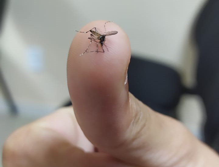 Sesa divulga 26º boletim da dengue, zika e chikungunya no Espírito Santo