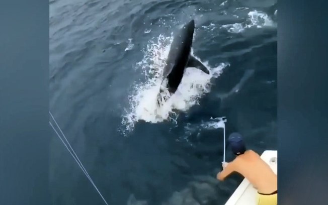 Tubarão de 335kg salta da água, quase atinge barco e assusta pescadores; assista