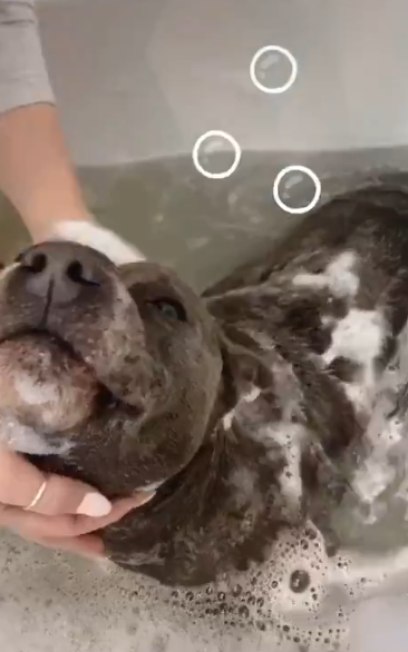 Vídeo de cãozinho tomando banho é a coisa mais fofa que você vai ver hoje