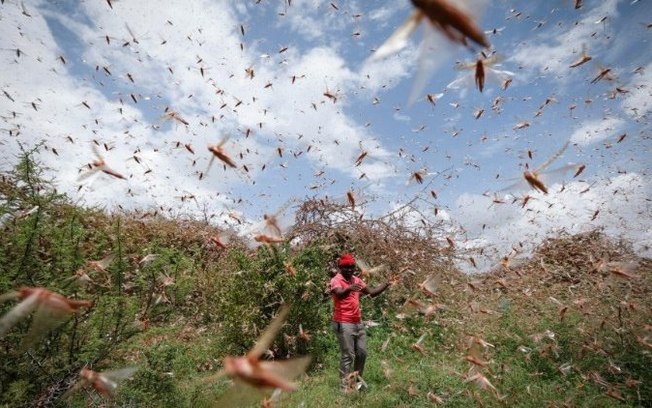“Aterradora praga de gafanhotos na África traz uma mensagem mais profunda”