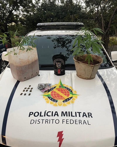 PMDF apreende dois pés de maconha na Cidade Estrutural